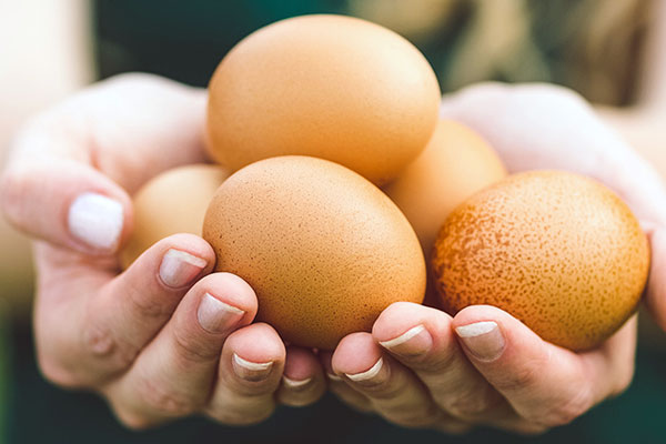 50 Years of Sustainability in Egg Production